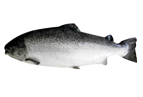 生鮮鮭魚-挪威產