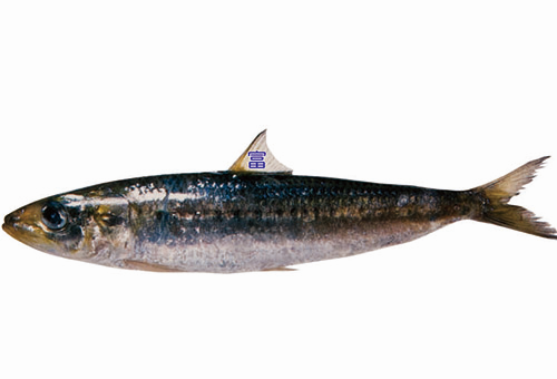 生鮮-沙丁魚