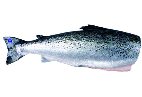 冷凍鮭魚(帶頭)